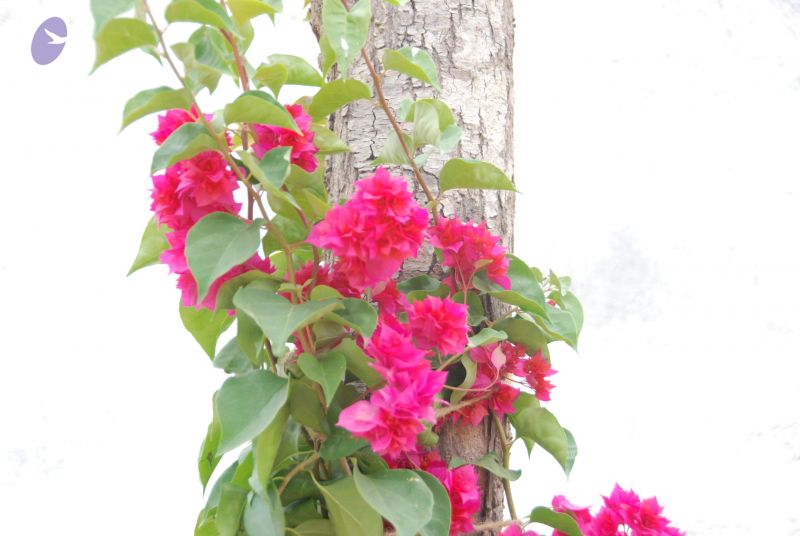 File:20100708 Photo 1813 1LZMMUJDlQL4Sv7G 3x81t6JqT9Yj9sKn.JPG