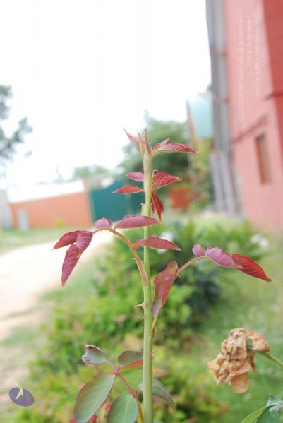 File:20100708 Photo 1818 17bvtUpYbCpPpTJv0 PDJ6vAoSrBXFbuK.JPG