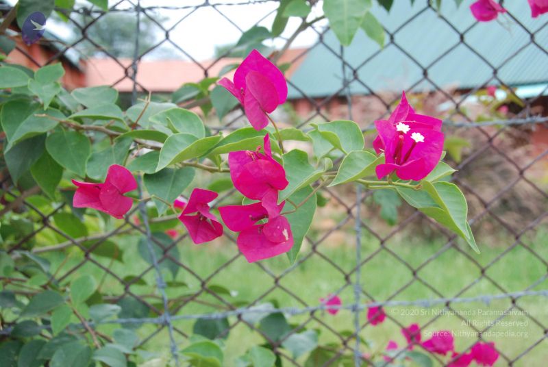 File:20100708 Photo 1821 1lzs9u1TBNkmcI9AhOZXhXq6HstOWbCqM.JPG