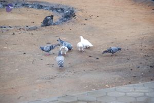 20100709 Photo 1005 1CuZzKgUt 49 SyNQDoT9IR cesY7PMSM.JPG