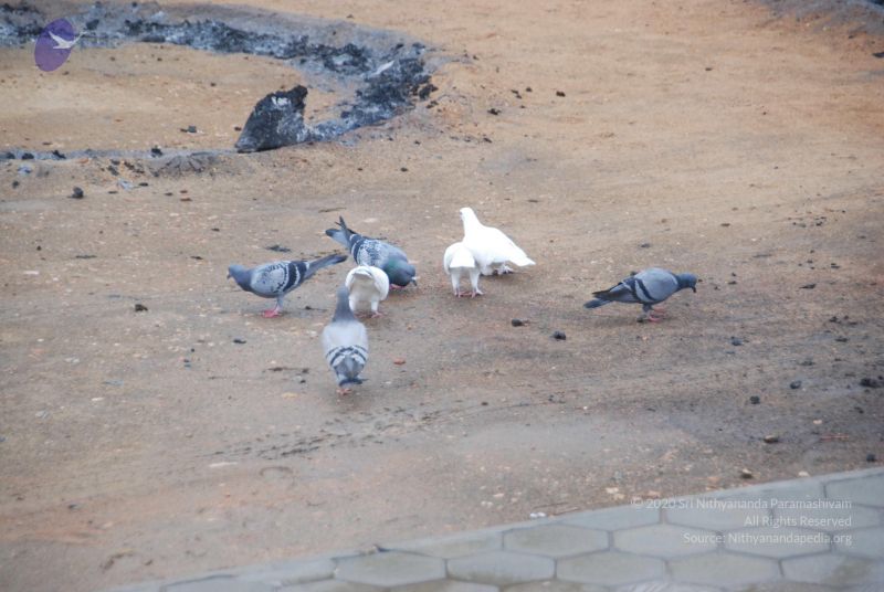 File:20100709 Photo 1005 1CuZzKgUt 49 SyNQDoT9IR cesY7PMSM.JPG