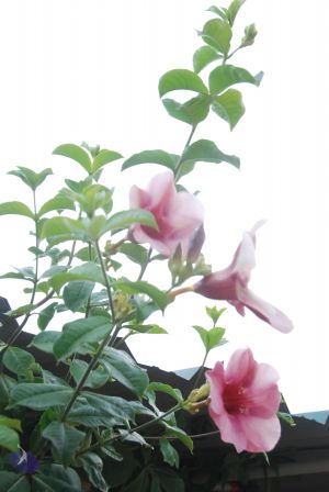 20100709 Photo 1284 1ICqTeKWFwFwh-4qyfQJ77v51XXxB1FMX.JPG