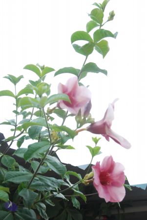 20100709 Photo 1284 1ICqTeKWFwFwh-4qyfQJ77v51XXxB1FMX.JPG