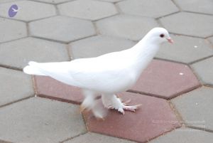 20100711 Photo 1156 1JjVly57GvR2t EcEOOlKYYJ2YiFOKYMc.JPG