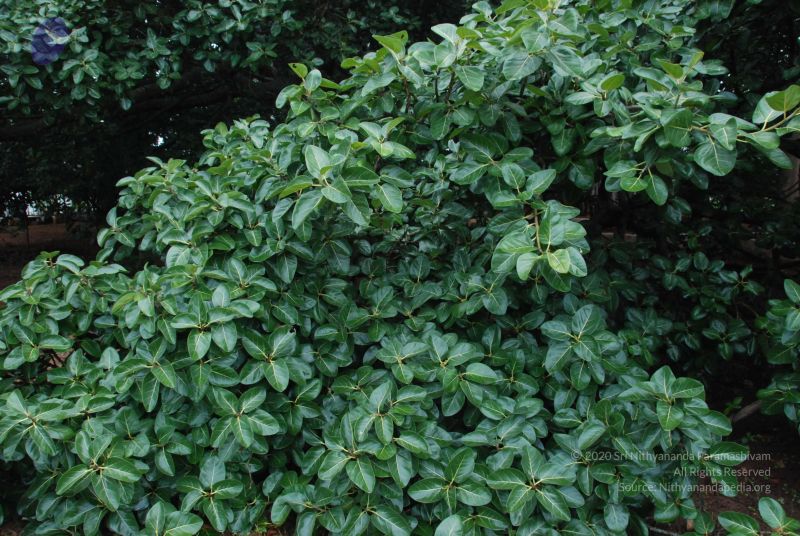 File:20100711 Photo 1376 1zjTkWLiTL-BbA3uYnQtTVVUVfn8cf7tB.JPG