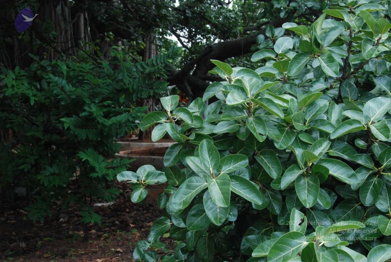 File:20100711 Photo 1378 17o5MUE1ORoGBVSSEFf DntrzfqgibEEY.JPG