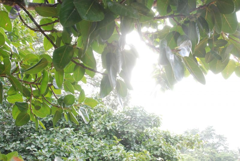 File:20100711 Photo 1386 1ouB-JZRqaJIkcTNTdxFG3gloHIi ecoo.JPG
