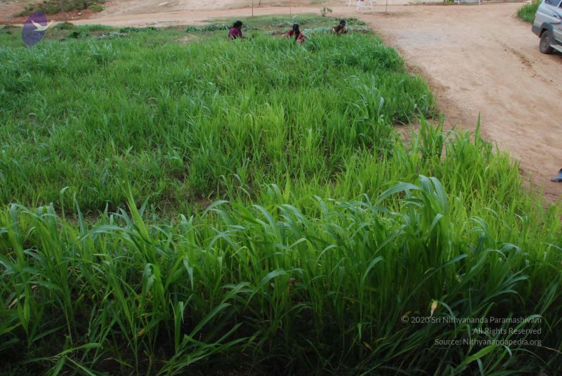 File:20100719 Photo 1259 1C3PkbdptDnyRvmQRDO2y-XtMgrXs 6a4.JPG