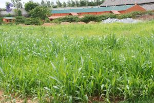 20100719 Photo 1262 1d4rcIpzRYSnGef4Hv2VdKyYI-Yi9nD D.JPG