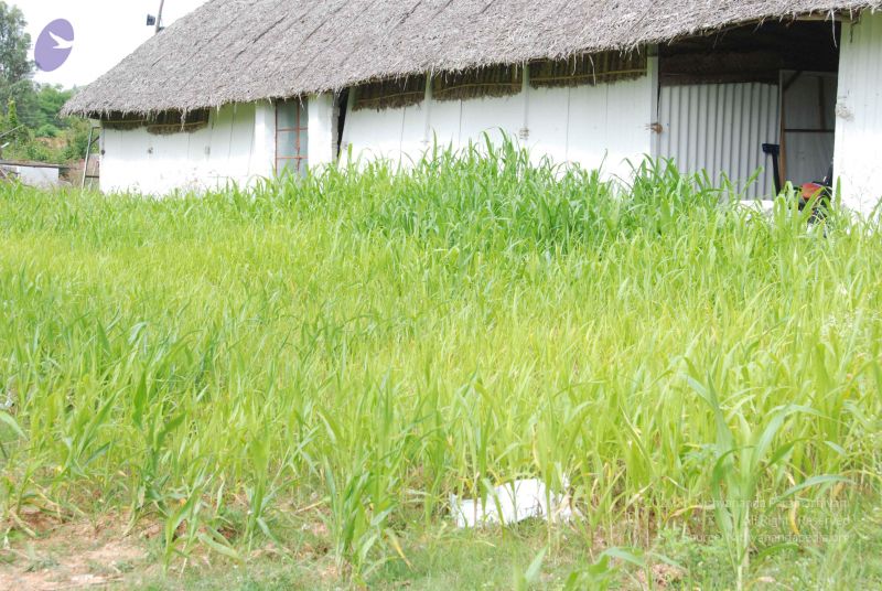 File:20100719 Photo 1285 1RgGJ4rCh7ND2Cps-9zTip04lisaKm1ao.JPG