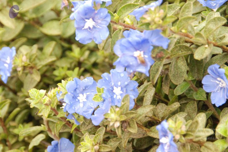 File:20100721 Photo 1104 11VcL-JUbqB23me0 cbzQcKMH8kAhBbL7.JPG