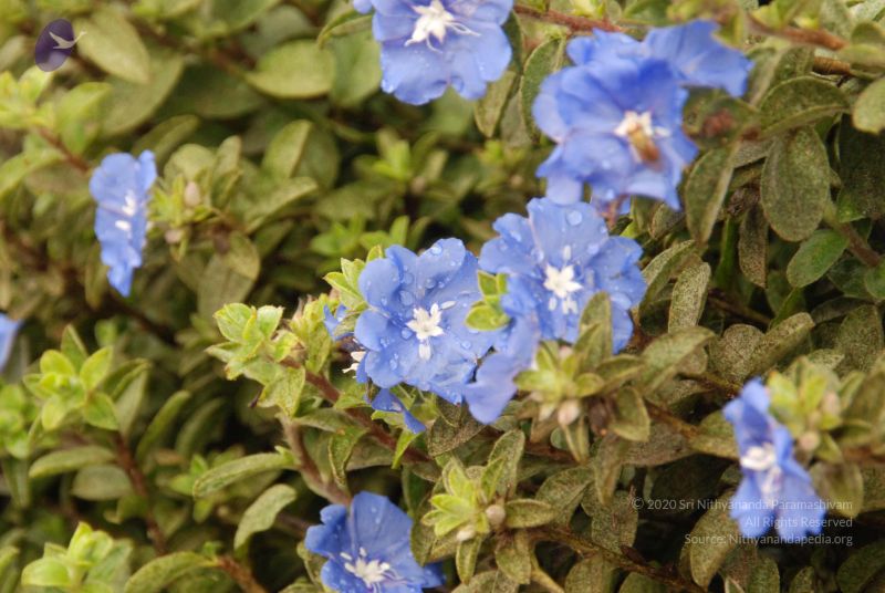 File:20100721 Photo 1105 1ZViMo7Nrdr9EHMFQ-OuvvZxIpSE7BsZq.JPG