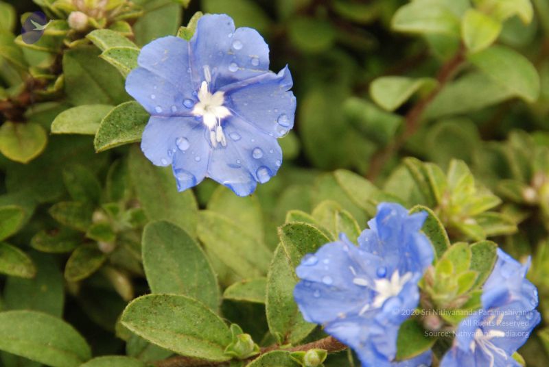 File:20100721 Photo 1107 1C0jDuT1IOBBhemkXIvNVE4tXBbr25wYz.JPG