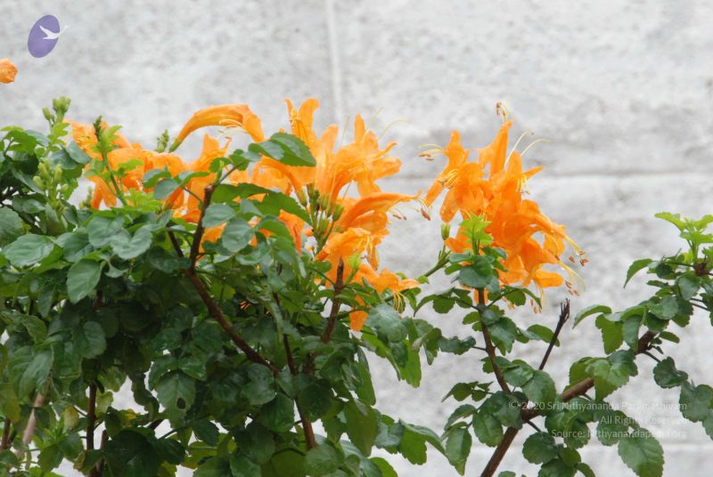 File:20100721 Photo 1109 1CPoH7pm2L7hURg5LOZfrkrCFG13l86mR.JPG