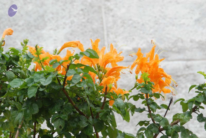 File:20100721 Photo 1110 1gBEZWoSgT2DFzvYO9nY2G imFKv0CPDR.JPG