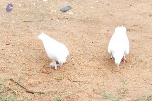 20100721 Photo 1213 1 AktO-6zCQACKckVB4pbh-LN07dmLz5R.JPG