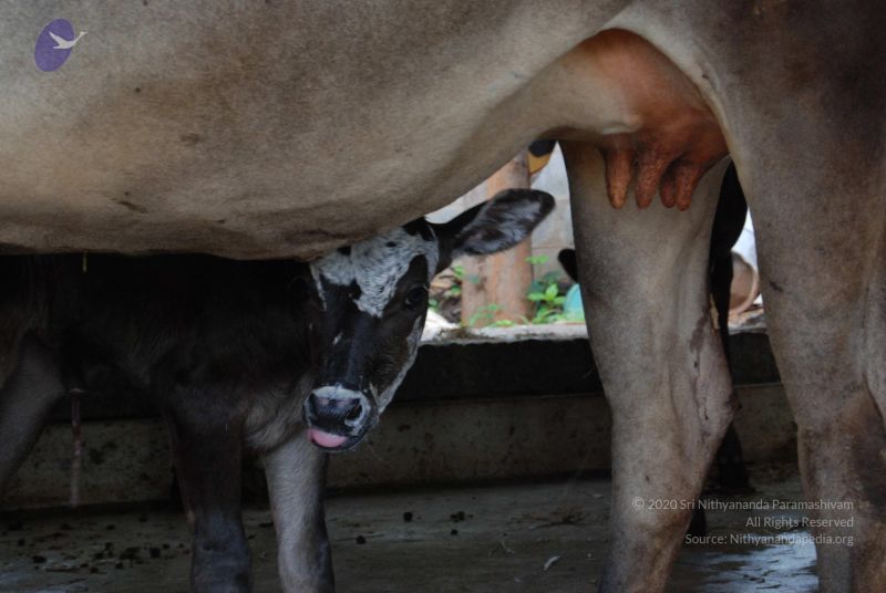 File:20100721 Photo 1214 1YkdURWwRW5UxggtyygLaqofGgf CRp88.JPG