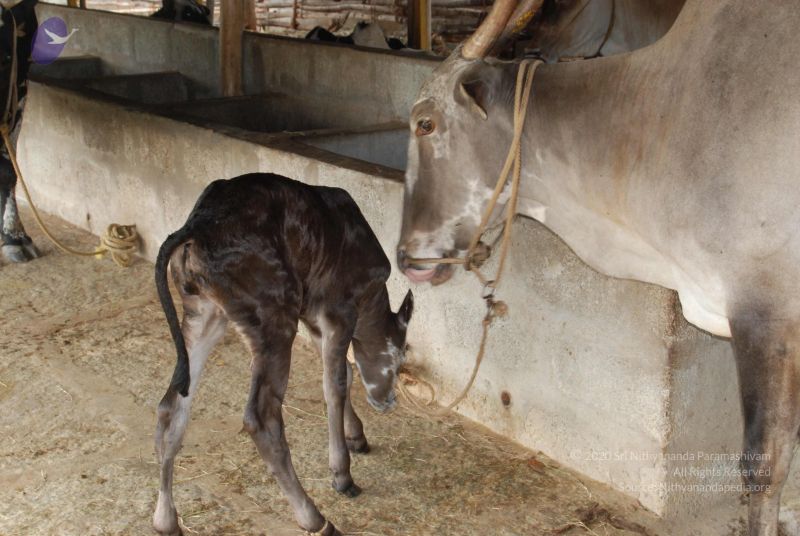 File:20100721 Photo 1227 1pqRiS1g9fRKdeT29Za4JvRXGGkNVJN5q.JPG