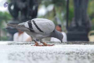 20100722 Photo 1083 1ddRObz59jgXJl9MrEJA-i5cigFoPR66f.JPG