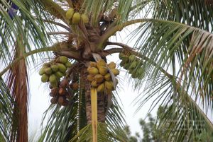 20100726 Photo 1004 1otaIXIoAgV 9uX5azQacAEY27LM6AI J.JPG