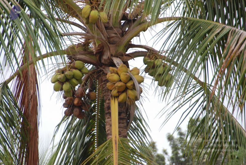 File:20100726 Photo 1005 1QR2OK 56Zyrm cqaor06uqEZROAfVf3N.JPG