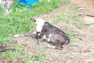 20100801 Photo 1132 1 Nxsp6zNEYNF-R99WLMdhGQsWn DzIAA.JPG