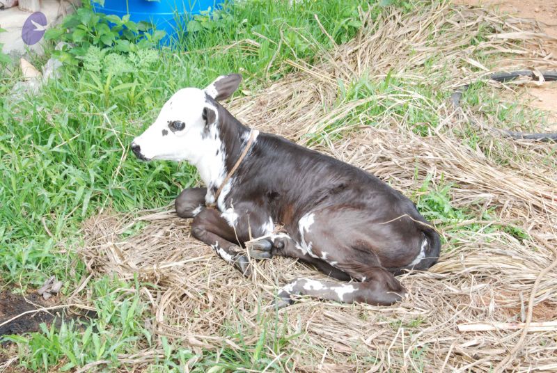 File:20100801 Photo 1133 1vqsoVuQscriZ7JMQg-6K35ExOCRtUfb7.JPG