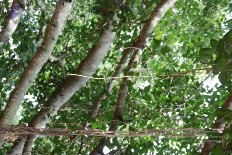 File:20100802 Photo 1003 125hhEatazvID uAUZYi0ACdTpRu6FZrR.JPG