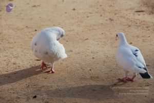 20100802 Photo 1218 1D73IiDxzYlePGWOwhFC9Wbph5KjucB2R.JPG