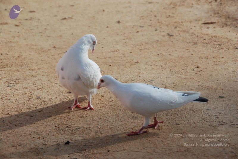 File:20100802 Photo 1219 19sB5A3todhvBwDRdoIJdMEF-AW2xm6HE.JPG