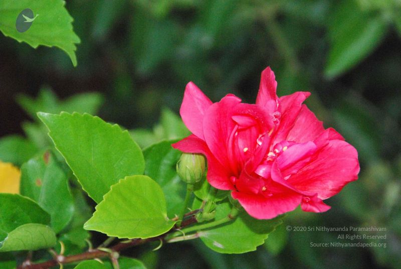 File:20100805 Photo 1036 1RRNSCvjM ZQqTpsgS4cHhwSIc3fay9 l.JPG