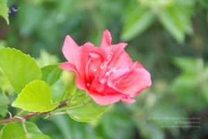 20100805 Photo 1037 1d7olnrjMD-EQEpZF aVDl8A23eOAE9gA.JPG