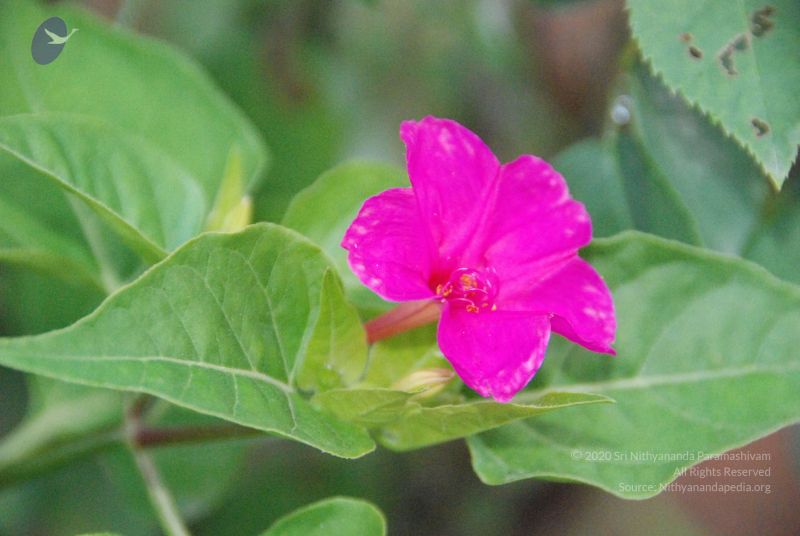 File:20100805 Photo 1039 18y9V GI9xbOSwGoh8WqVBEYH2sfMjC-2.JPG