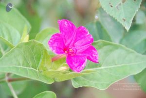 20100805 Photo 1040 1gKgioxK-qsObE-5tg4WQn3Etj8UD7-H4.JPG