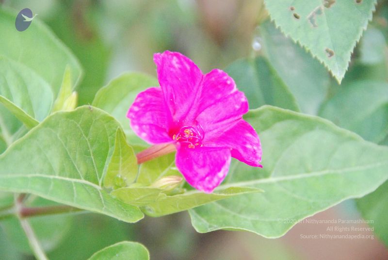 File:20100805 Photo 1040 1gKgioxK-qsObE-5tg4WQn3Etj8UD7-H4.JPG