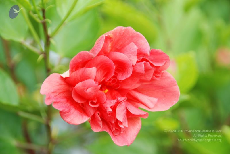 File:20100805 Photo 1042 1dtQTTNG2lEV8edbhZC73G7H3KkAMhRtz.JPG