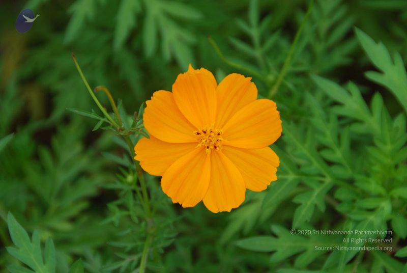 File:20100805 Photo 1043 1t7Fa1y5lJH8ecMw J15o4jdmyVIOIR6o.JPG