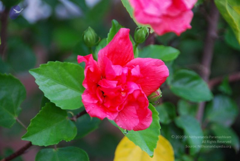 File:20100809 Photo 1012 1WthtmT9WkowgqMdsgzTkwS5DJMiBbEDa.JPG