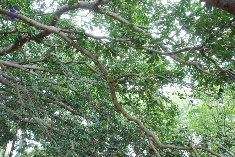 File:20100815 Photo 1326 1rA4fh8DD51FC HelXiHio79TlH5jKZxh.JPG