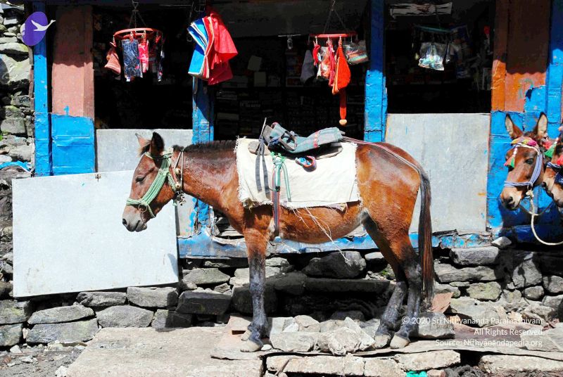 File:20100927DSC 3219 CMP WM001.jpg