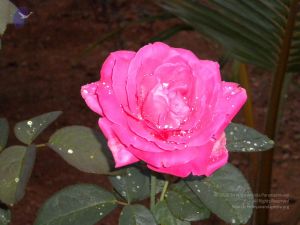 20101001 Photo 1251 1YqJZd94nV8q1Qq3zzp4GK20XNI7a6Qwz.JPG