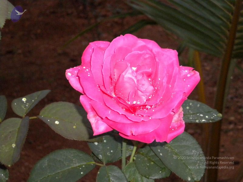 File:20101001 Photo 1251 1YqJZd94nV8q1Qq3zzp4GK20XNI7a6Qwz.JPG