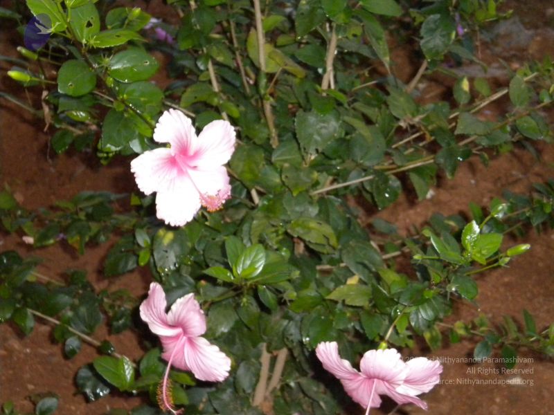 File:20101001 Photo 1254 1c0X5cQjIp2d- UzGhoMf7l87i0f7wgPN.JPG