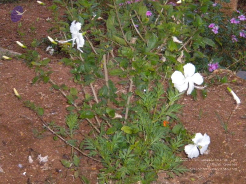 File:20101001 Photo 1255 1HkME0ucxvWJ ikrP2QIzZxrjCIuXFmmx.JPG