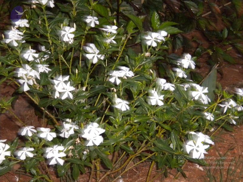 File:20101001 Photo 1256 1O8r7oh7TF7DlHWO4emDvH7bcw2425ahc.JPG