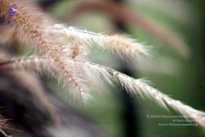 20101015IMG 7627 CMP WM00010.jpg