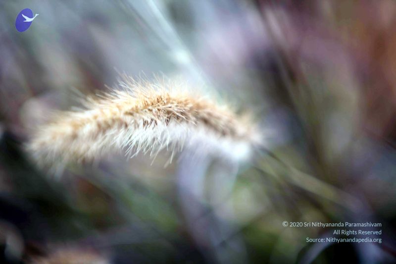 File:20101015IMG 7628 CMP WM00010.jpg