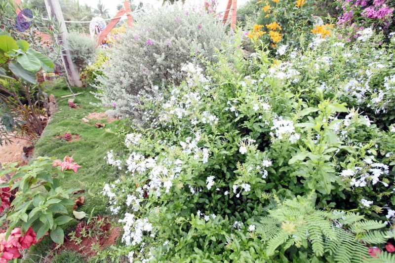 File:20101017IMG 0166 CMP WM0010.jpg