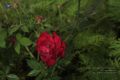 Thumbnail for version as of 22:21, 4 June 2021