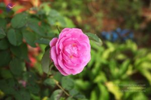 20101028 Photo 1123 1cXoxBPQbxHf8ebnWdzHa6Cee8anueNDO.JPG